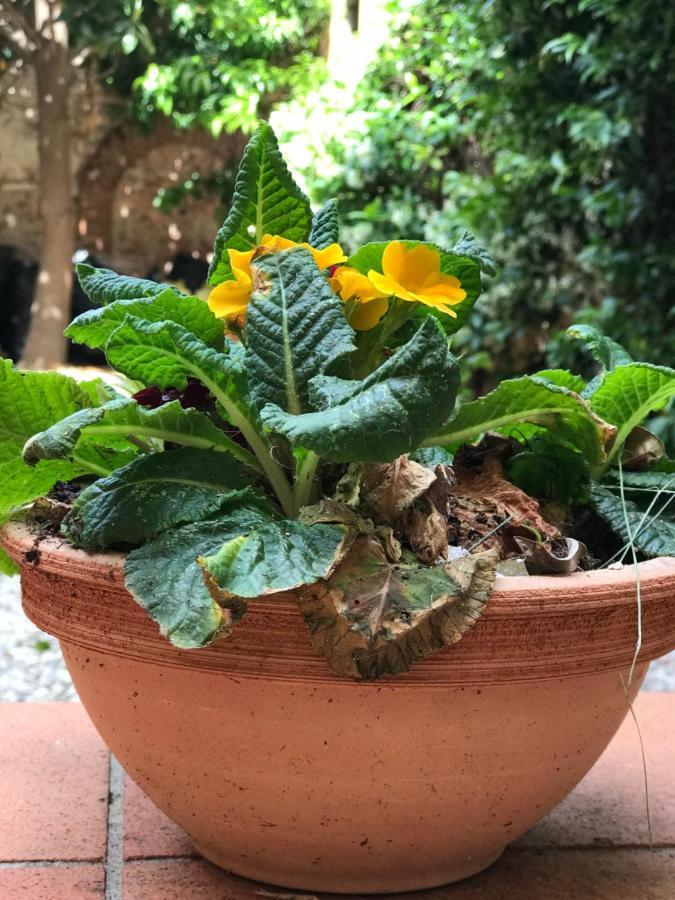 Hostly - Garden House Near The Tower - Historical House With Private Garden Apartment Pisa Ngoại thất bức ảnh